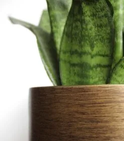 Capi Europe - Bloempot Bol Retro XL - 42x41 - Goud - Bloempot Voor Binnen - Opening ⌀36 - RTG933 13 Capi Europe - Bloempot Bol Retro XL - 42x41 - Goud - Bloempot Voor Binnen - Opening ⌀36 - RTG933 -Bloem Garden Verkoop 1061x1200