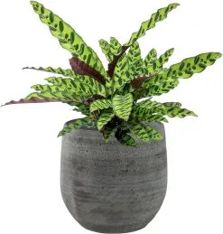 Merkloos Pot Esra Mystic Grey Bloempot Binnen 22 Cm 7 Merkloos Pot Esra Mystic Grey Bloempot Binnen 22 Cm -Bloem Garden Verkoop 1144x1200