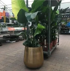 Gina Da Bloempot Karakter Goud - XL -Bloem Garden Verkoop 1191x1200 3