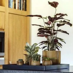 Capi Europe - Bloempot Bol Groove - 23x21 - Goud - Bloempot Voor Binnen - BGVGB134 -Bloem Garden Verkoop 1195x1200 4