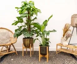 Budu Plantenstandaard Binnen – Plantenhouder – Plantenrek – Uitschuifbaar - Bloempot Standaard - Bamboe Hout - Ø 20 Tot 30 Cm -Bloem Garden Verkoop 1200x1000 1