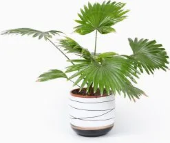 Spieringstore® Bloempotten Binnen - Keramiek - Gouden Rand - Bloempot Buiten - Afvoergat 24 - Small Set Van 3 - 15 Cm -Bloem Garden Verkoop 1200x1016