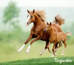 Kalk Korrel Meststof Verrijkt Met Magnesium (20Kg - Voor 400m2) Voor Dieper Bladgroen (+PH) Speciaal Voor Gazon, Perken, Moestuin En Openbaar Groen - Organifer -Bloem Garden Verkoop 1200x1071 1