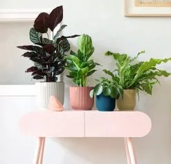 Elho Vibes Fold Rond 30 - Bloempot Voor Binnen - Ø 29.5 X H 27.2 Cm - Delicaat Roze -Bloem Garden Verkoop 1200x1149 3