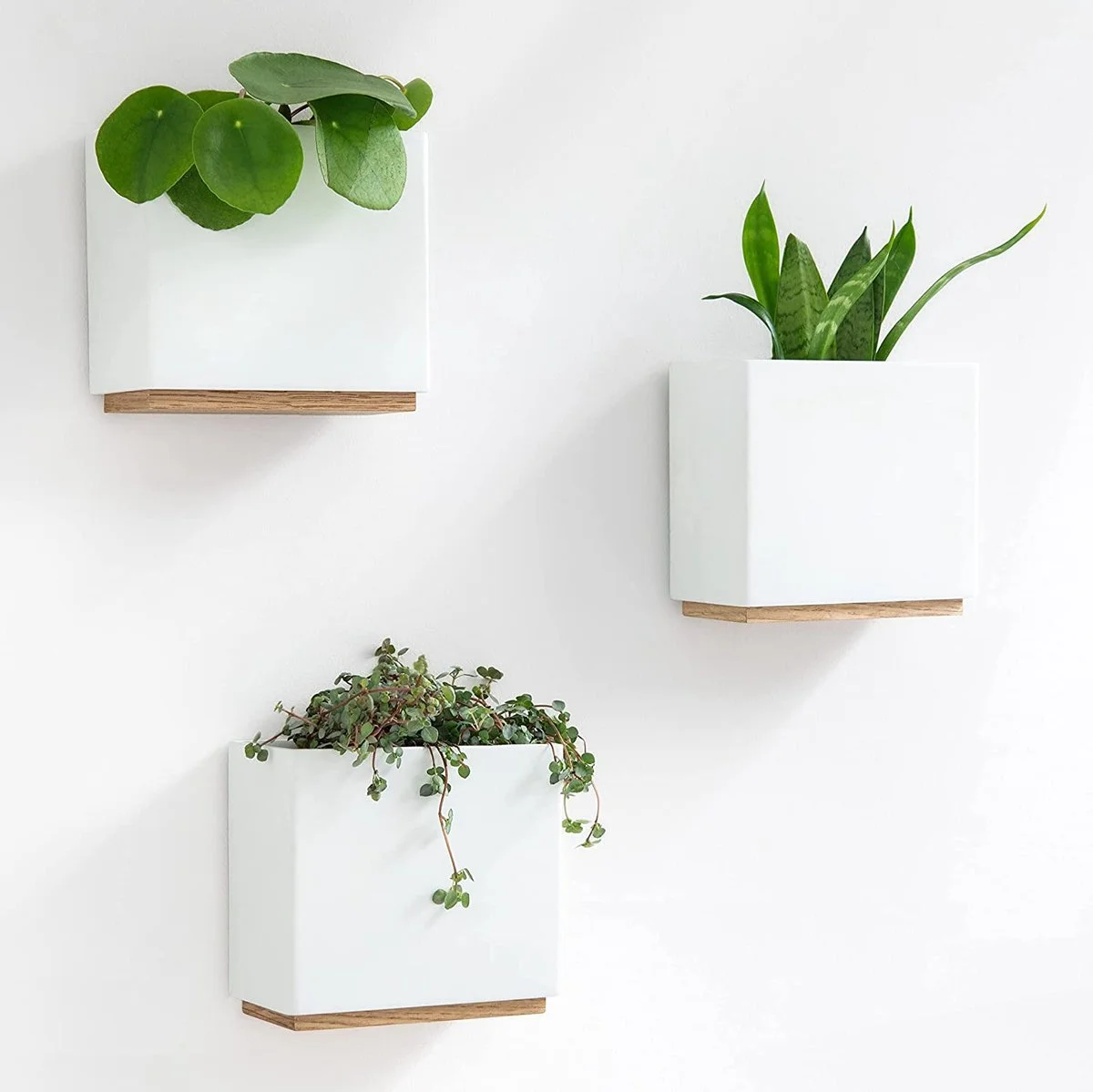 KAZAI. Wandvazen -Alma | Moderne Hangende Bloempotten Voor Aan De Muur | 3-delige Bloempot Set Van Hoogwaardig Hars Voor Kamerplanten, Kunstplanten, Bloemen Enz. | Wit 1 KAZAI. Wandvazen -Alma | Moderne Hangende Bloempotten Voor Aan De Muur | 3-delige Bloempot Set Van Hoogwaardig Hars Voor Kamerplanten, Kunstplanten, Bloemen Enz. | Wit