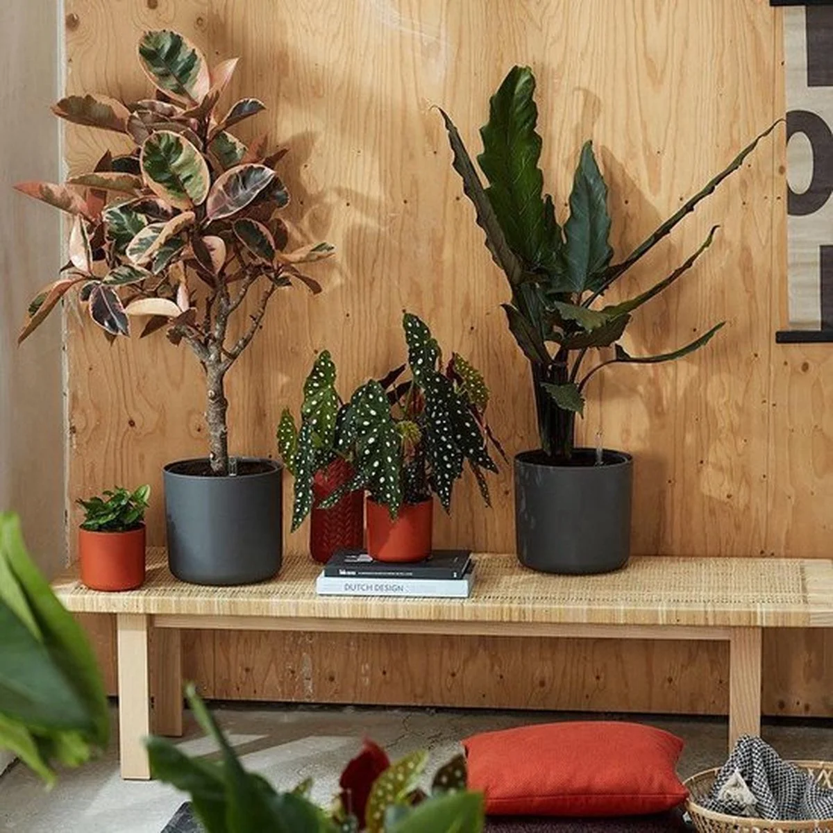 Elho B.for Soft Rond 30 - Bloempot Voor Binnen - Ø 29.5 X H 27.6 Cm - Antraciet 6 Elho B.for Soft Rond 30 - Bloempot Voor Binnen - Ø 29.5 X H 27.6 Cm - Antraciet - Afbeelding 6