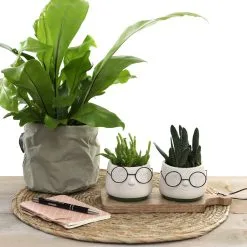 Comforder 2x Bloempot Met Gezicht - Ø8 X H6,5 Cm - Bloempotten Voor Binnen Met Bril/Face/Hoofd 10 Comforder 2x Bloempot Met Gezicht - Ø8 X H6,5 Cm - Bloempotten Voor Binnen Met Bril/Face/Hoofd -Bloem Garden Verkoop 1200x1200 271