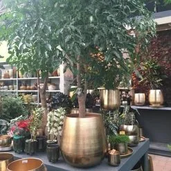 Gina Da Bloempot Karakter Goud - XL -Bloem Garden Verkoop 1200x1200 297