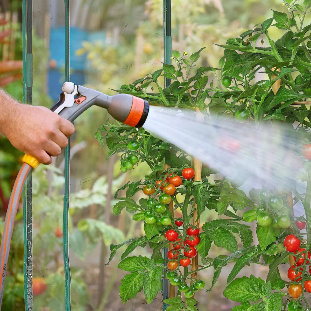 Relaxdays Tomatenkas 170 X 130 X 75 Cm - Folie Tuinkas - Grote Tomaten Kweekkas - Foliekas 6 Relaxdays Tomatenkas 170 X 130 X 75 Cm - Folie Tuinkas - Grote Tomaten Kweekkas - Foliekas - Afbeelding 6