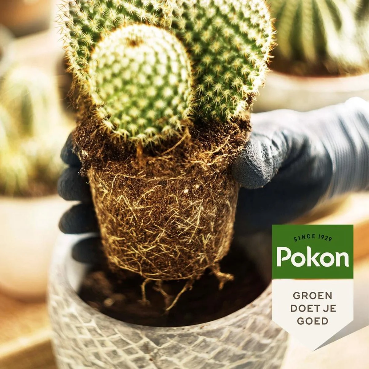 Pokon Cactus & Vetplant Voeding - 250ml - Plantenvoeding - 20ml Per 1L Water 4 Pokon Cactus & Vetplant Voeding - 250ml - Plantenvoeding - 20ml Per 1L Water - Afbeelding 4
