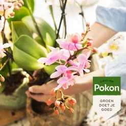 Pokon Orchidee Voeding - 250ml - Plantenvoeding - 10ml Per 1L Water -Bloem Garden Verkoop 1200x1200 574