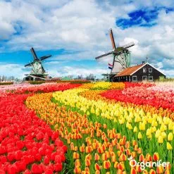 Lavagruis Uit Eifel Oergesteente (20Kg Voor 200m2) Grof Lavameel 0-2mm - Organifer -Bloem Garden Verkoop 1200x1200 577