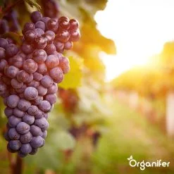 Lavagruis Uit Eifel Oergesteente (20Kg Voor 200m2) Grof Lavameel 0-2mm - Organifer -Bloem Garden Verkoop 1200x1200 578