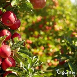 Lavagruis Uit Eifel Oergesteente (20Kg Voor 200m2) Grof Lavameel 0-2mm - Organifer -Bloem Garden Verkoop 1200x1200 583