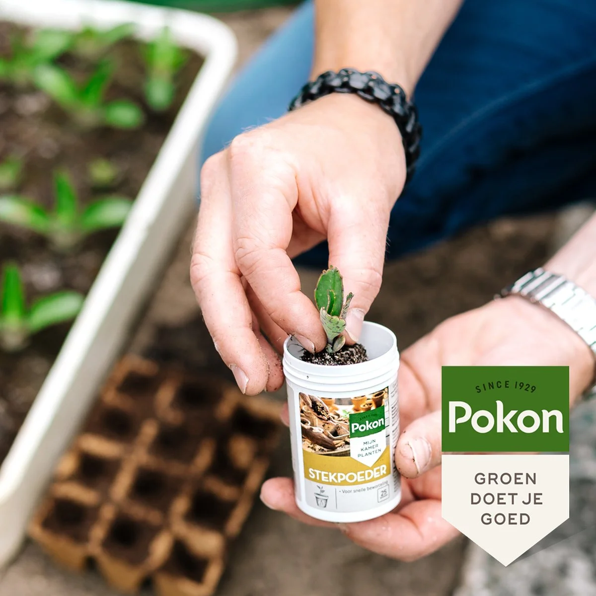 Pokon Stekpoeder - 25gr - Stimuleert Wortelvorming 4 Pokon Stekpoeder - 25gr - Stimuleert Wortelvorming - Afbeelding 4