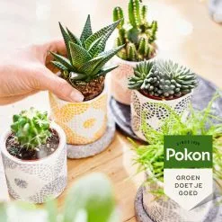 Pokon Bio Cactus & Vetplant Voeding - 250ml - Plantenvoeding (bio) - 7ml Per 1L Water 11 Pokon Bio Cactus & Vetplant Voeding - 250ml - Plantenvoeding (bio) - 7ml Per 1L Water -Bloem Garden Verkoop 1200x1200 593