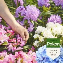 Pokon Rhododendron, Hortensia & Azalea Mest - 1kg - Meststof - 3-in-1 Werking -Bloem Garden Verkoop 1200x1200 596