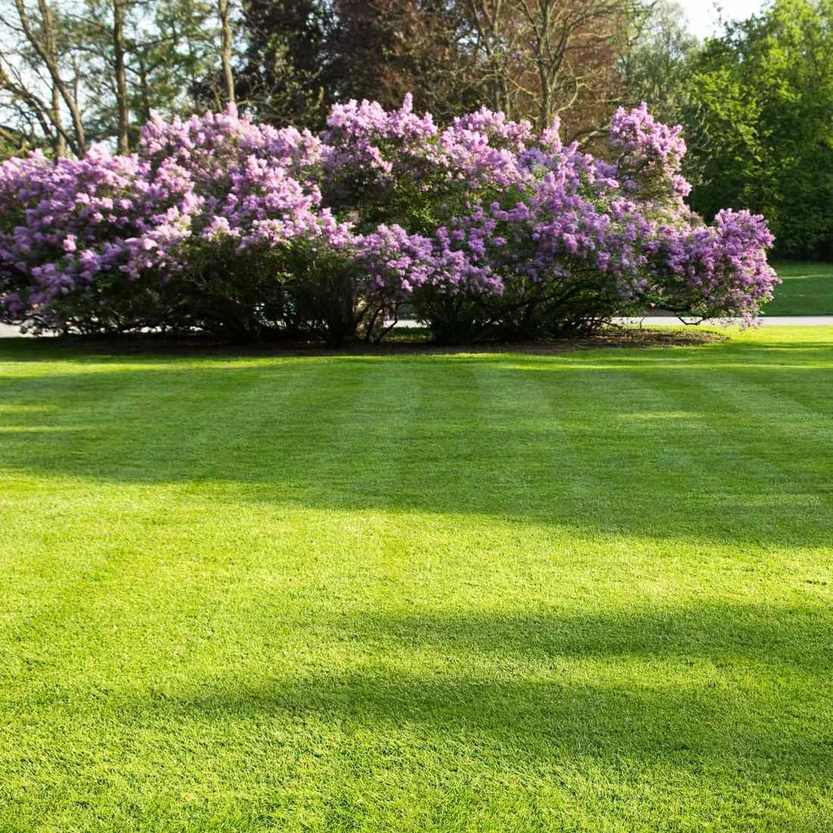 Moowy Snelwerkende Gazonmest Voor 100m² Gras | Meststof Voor Lente En Zomer | Ideaal Voor Meststofstrooier | Gazonbemesting 7 Moowy Snelwerkende Gazonmest Voor 100m² Gras | Meststof Voor Lente En Zomer | Ideaal Voor Meststofstrooier | Gazonbemesting - Afbeelding 7