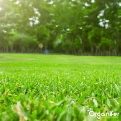 Koemestkorrels 3in1 (20Kg Voor 200m2) Allround Organische Meststof - Direct Opneembare Voeding - Langdurige Werking > 120 Dagen - Geurloos - Verbeterd Bodem - Lavameel Toevoeging - Versterkt Gras En Planten - Organifer -Bloem Garden Verkoop 1200x1200 622