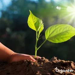 Koemestkorrels 3in1 (20Kg Voor 200m2) Allround Organische Meststof - Direct Opneembare Voeding - Langdurige Werking > 120 Dagen - Geurloos - Verbeterd Bodem - Lavameel Toevoeging - Versterkt Gras En Planten - Organifer -Bloem Garden Verkoop 1200x1200 626