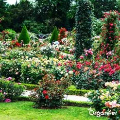 Koemestkorrels 3in1 (20Kg Voor 200m2) Allround Organische Meststof - Direct Opneembare Voeding - Langdurige Werking > 120 Dagen - Geurloos - Verbeterd Bodem - Lavameel Toevoeging - Versterkt Gras En Planten - Organifer -Bloem Garden Verkoop 1200x1200 627