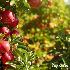 Koemestkorrels 3in1 (20Kg Voor 200m2) Allround Organische Meststof - Direct Opneembare Voeding - Langdurige Werking > 120 Dagen - Geurloos - Verbeterd Bodem - Lavameel Toevoeging - Versterkt Gras En Planten - Organifer -Bloem Garden Verkoop 1200x1200 629