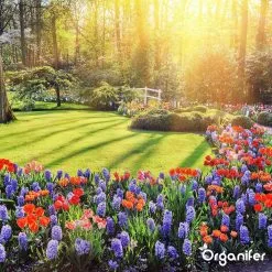 Koemestkorrels 3in1 (20Kg Voor 200m2) Allround Organische Meststof - Direct Opneembare Voeding - Langdurige Werking > 120 Dagen - Geurloos - Verbeterd Bodem - Lavameel Toevoeging - Versterkt Gras En Planten - Organifer -Bloem Garden Verkoop 1200x1200 630