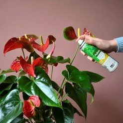 Pokon Bladglans 600ml -Bloem Garden Verkoop 1200x1200 658