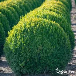 Lavameel Uit Eifel Oergesteente (20Kg Voor 200m2) Organifer -Bloem Garden Verkoop 1200x1200 674