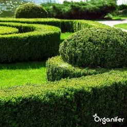 Lavameel Uit Eifel Oergesteente (20Kg Voor 200m2) Organifer -Bloem Garden Verkoop 1200x1200 678