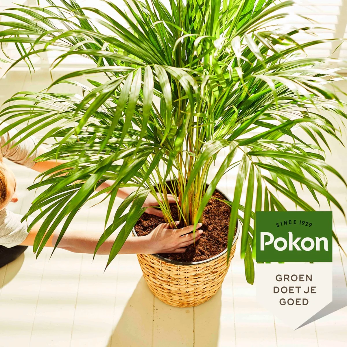 Pokon Palm Voeding - 250ml - Plantenvoeding - 10ml Per 1L Water 5 Pokon Palm Voeding - 250ml - Plantenvoeding - 10ml Per 1L Water - Afbeelding 5