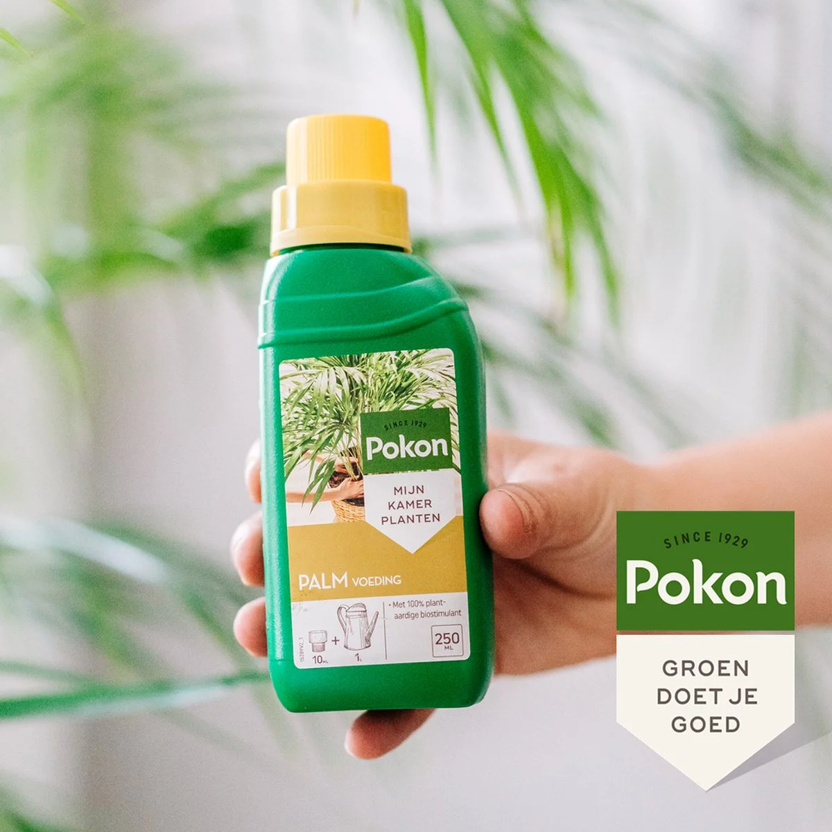 Pokon Palm Voeding - 250ml - Plantenvoeding - 10ml Per 1L Water 6 Pokon Palm Voeding - 250ml - Plantenvoeding - 10ml Per 1L Water - Afbeelding 6