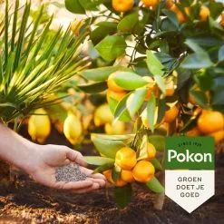 Pokon Mediterrane Planten Mest - 1kg - Meststof - 3-in-1 Werking 8 Pokon Mediterrane Planten Mest - 1kg - Meststof - 3-in-1 Werking -Bloem Garden Verkoop 1200x1200 709