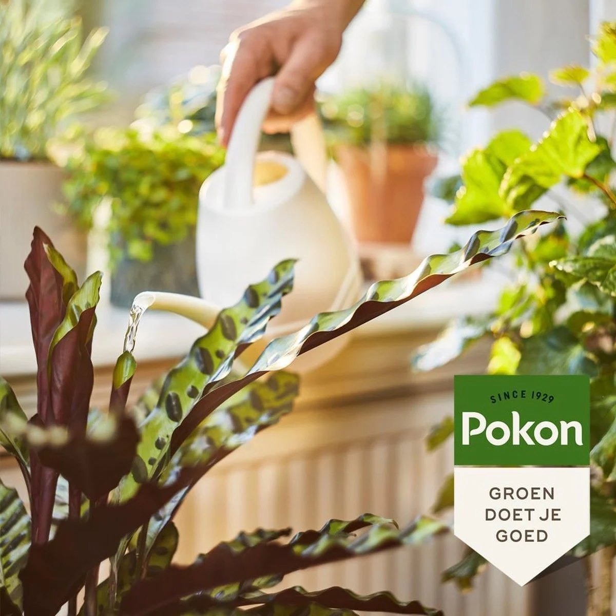 Pokon Bio Kamerplanten Voeding - 500ml - Plantenvoeding (bio) - 7ml Per 1L Water 5 Pokon Bio Kamerplanten Voeding - 500ml - Plantenvoeding (bio) - 7ml Per 1L Water - Afbeelding 5