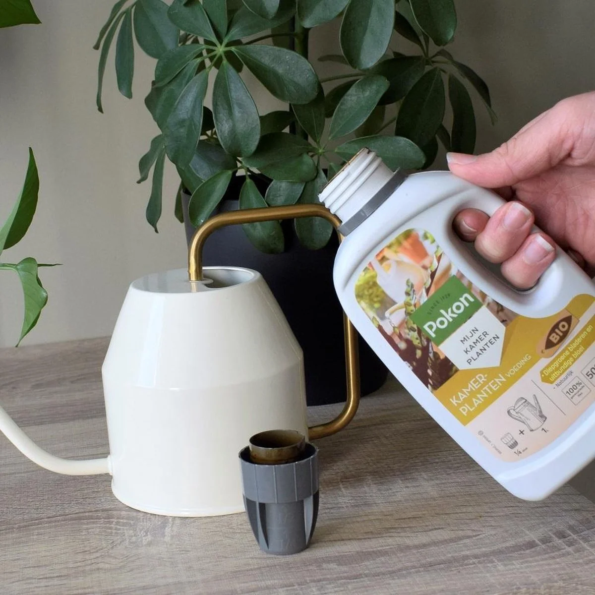 Pokon Bio Kamerplanten Voeding - 500ml - Plantenvoeding (bio) - 7ml Per 1L Water 6 Pokon Bio Kamerplanten Voeding - 500ml - Plantenvoeding (bio) - 7ml Per 1L Water - Afbeelding 6