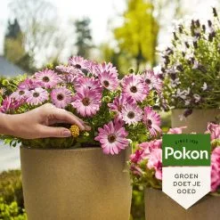 Pokon Voedingskegels Voor Terras- & Balkonplanten - 40 Stuks - 180 Dagen Voeding - Plantenvoeding -Bloem Garden Verkoop 1200x1200 744