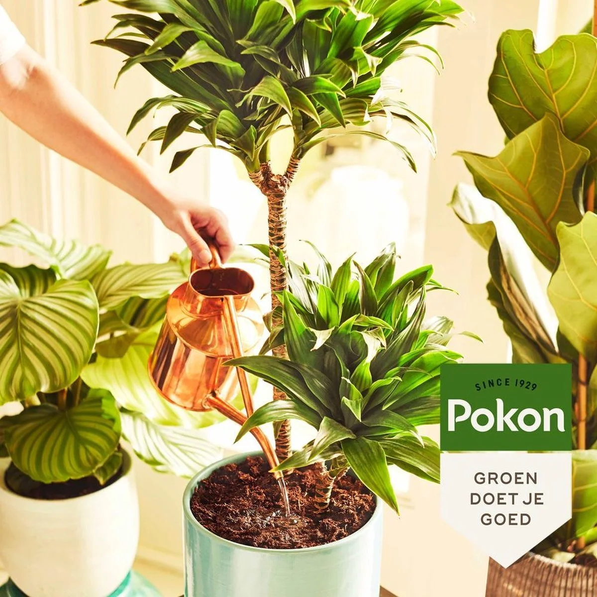 Pokon Kamerplanten Voeding - 500ml - Plantenvoeding - 20ml Per 1L Water 4 Pokon Kamerplanten Voeding - 500ml - Plantenvoeding - 20ml Per 1L Water - Afbeelding 4