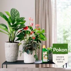 Pokon Kamerplanten Voeding - 500ml - Plantenvoeding - 20ml Per 1L Water 10 Pokon Kamerplanten Voeding - 500ml - Plantenvoeding - 20ml Per 1L Water -Bloem Garden Verkoop 1200x1200 747
