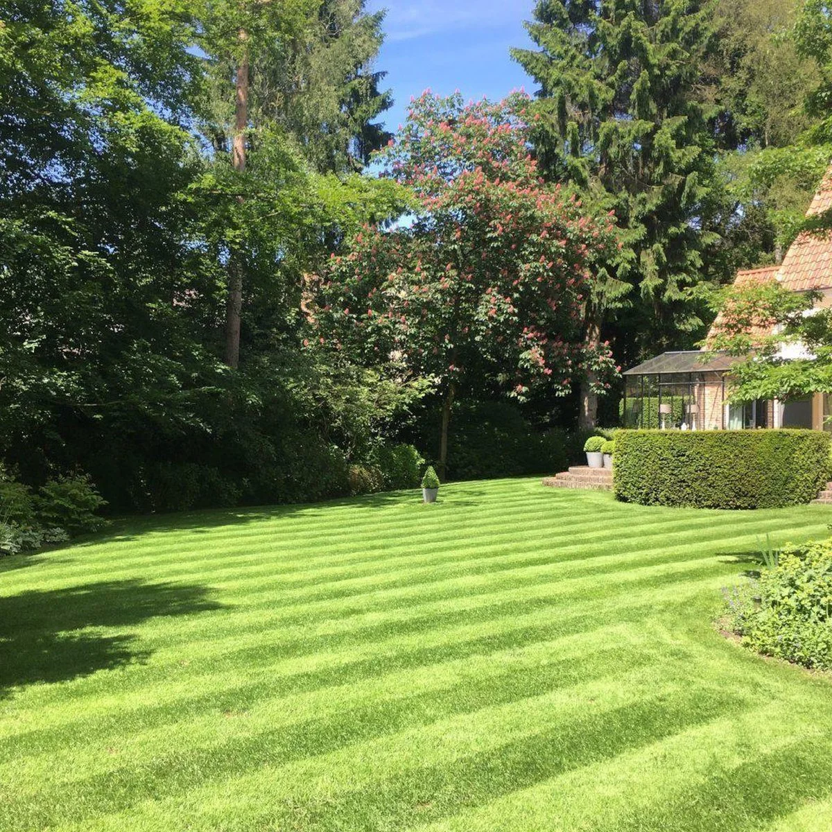 Moowy Gazonmest Met Ijzersulfaat Voor 100m²Gras | Gazon Meststof Met Ijzer | Mos Bestrijding & Gras Bemesting In Één | Ideaal Voor Meststofstrooier | Gazonbemesting 4 Moowy Gazonmest Met Ijzersulfaat Voor 100m²Gras | Gazon Meststof Met Ijzer | Mos Bestrijding & Gras Bemesting In Één | Ideaal Voor Meststofstrooier | Gazonbemesting - Afbeelding 4