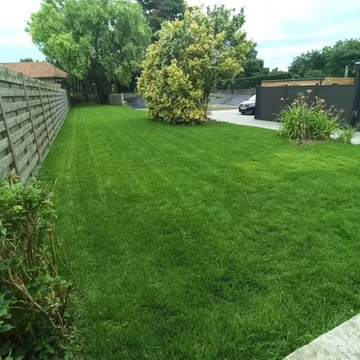 Moowy Gazonmest Met Ijzersulfaat Voor 100m²Gras | Gazon Meststof Met Ijzer | Mos Bestrijding & Gras Bemesting In Één | Ideaal Voor Meststofstrooier | Gazonbemesting 5 Moowy Gazonmest Met Ijzersulfaat Voor 100m²Gras | Gazon Meststof Met Ijzer | Mos Bestrijding & Gras Bemesting In Één | Ideaal Voor Meststofstrooier | Gazonbemesting - Afbeelding 5