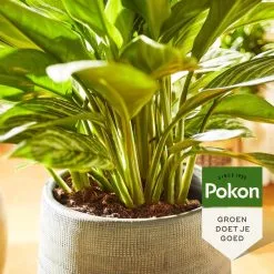 Pokon Groene Planten Voeding - 500ml - Plantenvoeding - 20ml Per 1L Water -Bloem Garden Verkoop 1200x1200 775