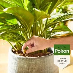 Pokon Kamerplanten Voedingskegels - 10st - Plantenvoeding - 6 Maanden Voeding -Bloem Garden Verkoop 1200x1200 776