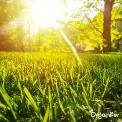 Gazonmest All-In-One (10Kg - Voor 200m2) Voor Een Diepgroen Sterk Gazon Zonder Mos En Onkruid - Complete Meststof Met Kalk En Grasversterker - Organifer 20 Gazonmest All-In-One (10Kg - Voor 200m2) Voor Een Diepgroen Sterk Gazon Zonder Mos En Onkruid - Complete Meststof Met Kalk En Grasversterker - Organifer -Bloem Garden Verkoop 1200x1200 780