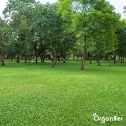 Kalk Korrel Meststof Verrijkt Met Magnesium (5Kg - Voor 100m2) Voor Dieper Bladgroen (+PH) Speciaal Voor Gazon, Perken, Moestuin En Openbaar Groen - Organifer -Bloem Garden Verkoop 1200x1200 801