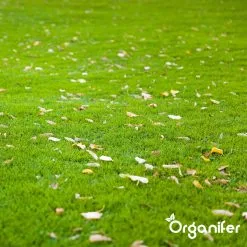 IJzersulfaat Meststof – Mos Verwijderaar – 5kg -Voor 250m2 (organifer) -Bloem Garden Verkoop 1200x1200 813