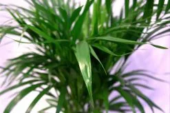 Pokon Powerspray Kamerplanten 300ml 6 Pokon Powerspray Kamerplanten 300ml -Bloem Garden Verkoop 1200x796 1