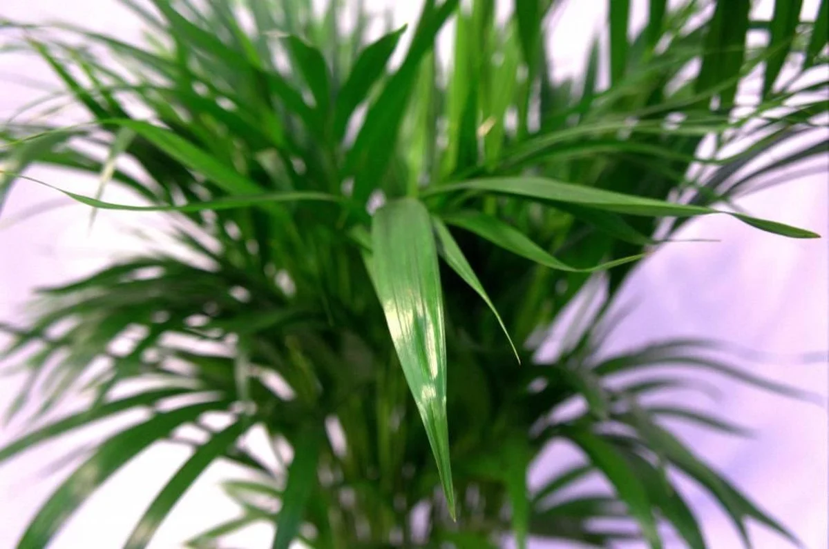 Pokon Powerspray Kamerplanten 300ml 3 Pokon Powerspray Kamerplanten 300ml - Afbeelding 3