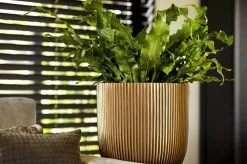 Capi Europe - Bloempot Bol Groove XL - 33x35 - Goud - Bloempot Voor Binnen - Opening ⌀28 - GVGB932 -Bloem Garden Verkoop 1200x796