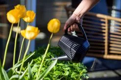 Xala - Gieter Doppio Groove 2L Zwart 5 Xala - Gieter Doppio Groove 2L Zwart -Bloem Garden Verkoop 1200x799 19