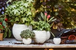 Capi Europe - Set Van 3 - Bloempot Binnen - Rib Ivoor -Bloem Garden Verkoop 1200x799